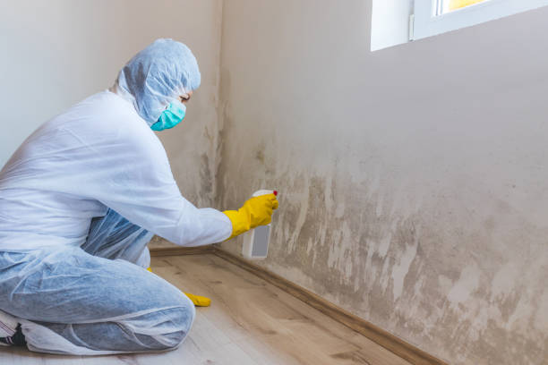 Licensed Mold Testing service in Franklin, GA - WQB Mold Removal