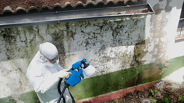 Top rated local Mold Testing specialists in Franklin, GA